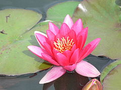 Hardy water lily flower.jpg