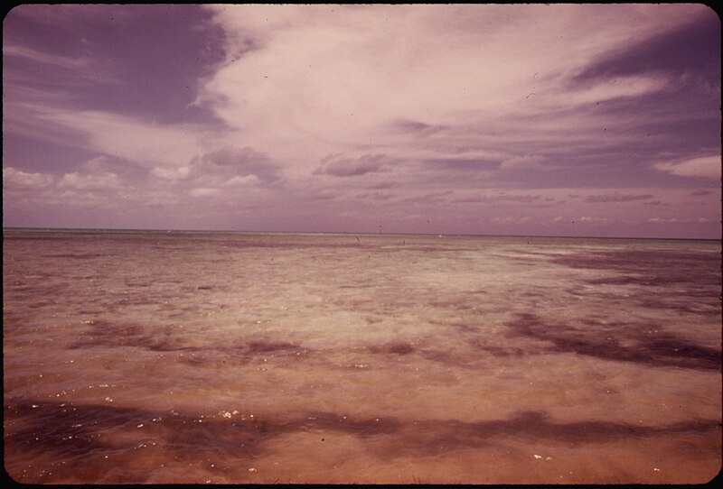 File:LOOKING SEAWARD FROM OHIO, OR "SUNSHINE" KEY. MUCH OF THE SMALL ISLAND HAS BEEN DREDGED AND FILLED FOR COMMERCIAL... - NARA - 548754.jpg