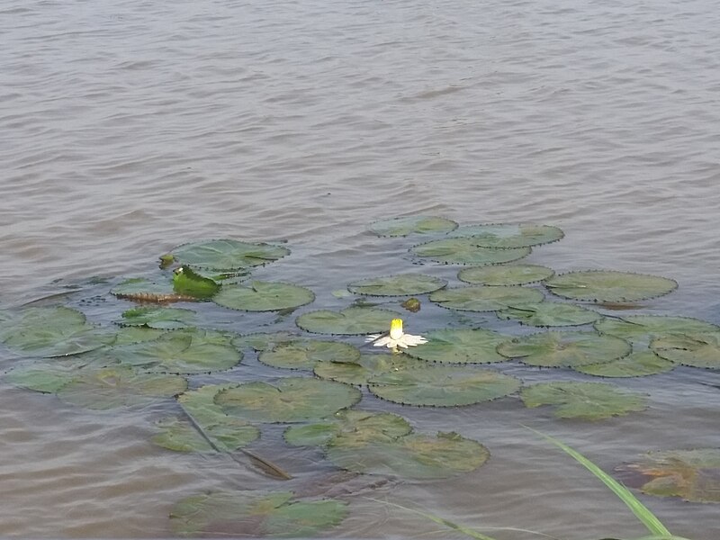 File:Lily pads, Lake Tana.jpg