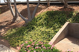 Puerto del Rosario - airport - Portulacaria afra 01 ies.jpg