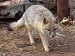 Un Renard véloce au Colorado Wolf and Wildlife Center, aux États-Unis.