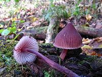 Mycena haematopus