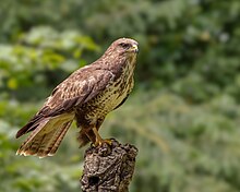 Photographie en couleurs d'un rapace perché sur un morceau de bois sur fond de verdure.