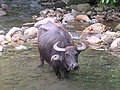 Image 9Picture of a Carabao in Dumaguete City, Negros Oriental, Philippines