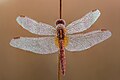 14 Sympetrum flaveolum in Nepal uploaded by Mildeep, nominated by Biplab Anand,  11,  2,  0