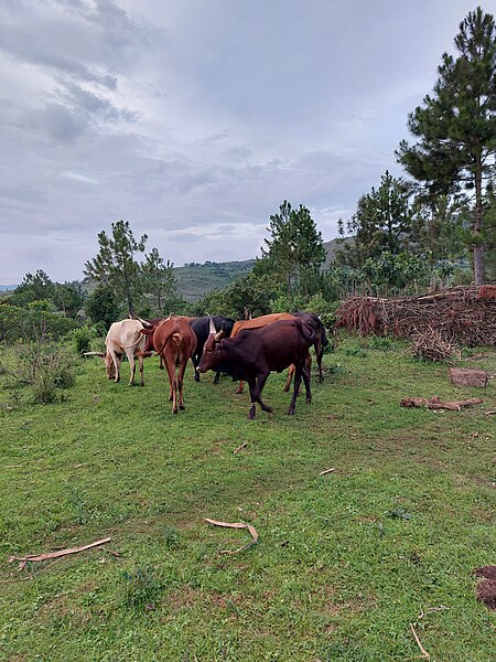 File:Des vaches dans la réserve d’Itombwe (1).jpg