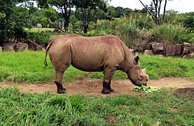 Eastern black rhinoceros, Zoorasia.jpg