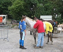 Un homme positionné de dos regarde sa montre à gauche alors que sa main droite tient un stéthoscope placé au niveau du passage de sangle d'un cheval; la cavalière de ce dernier étant positionnée à la tête de l'animal et le tenant.