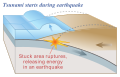 地震の発生。一瞬にして大陸プレートの先端が隆起し、津波を生じる。大陸プレートの内側上部は沈降する。