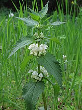 Lamium album, witte dovenetel