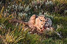 Přikrčená puma krmící se na mrtvém zvířeti, částečně již s čumákem umazaným od krve