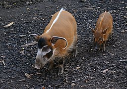 Potamochoerus porcus Zoo Amneville 28092014 2.jpg