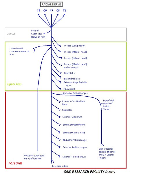 File:Radial Nerves Extent.jpg