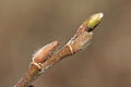 Salix myrsinifolia