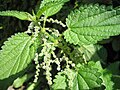 Цвіценне крапівы двухдомнай (Urtica dioica)