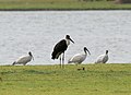 with Black-headed Ibis & Painted Stork at Pocharam lake, Andhra Pradesh, India