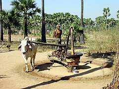 Produktion von Erdnussöl, Bagan 2014