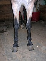 The forelegs of this bay roan show the characteristic inverted "V" of dark hair not affected by roan.