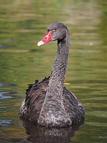 lebădă neagră (Cygnus atratus)