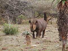 Black rhino in Mkhuze Africa.jpg