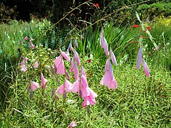 Dierama pulcherrimum