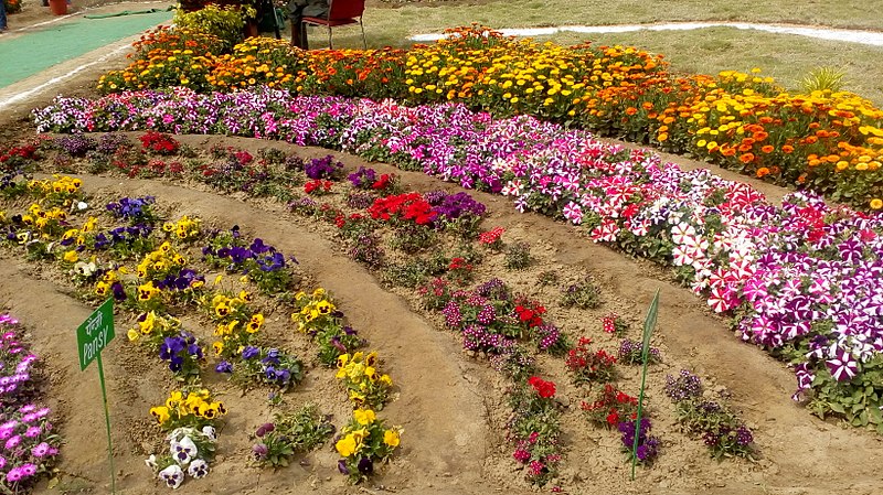 File:Flowers in pusa.jpg