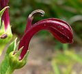 L. polyphylla