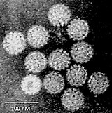 Papilloma virus