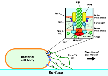 Summary of twitching motility action and structure of type IV pilus machinery