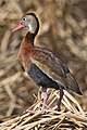 Black-bellied whistling duck