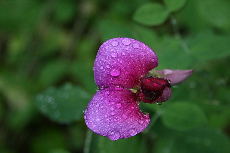 File:Blossom of everlasting sweetpea in rain.jpg