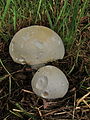 Agaricus arvensis