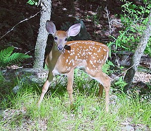 Fawn in forest