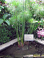 Pokok papirus (Cyperus papyrus) di Taman Kew, London.