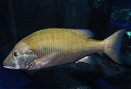 Dog snapper (Lutjanus jocu)