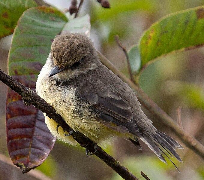 File:Pyrocephalus nanus, female, Galapagos Islands.jpg