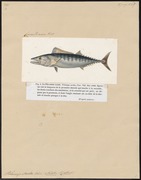 Pelamys sarda - 1700-1880 - Print - Iconographia Zoologica - Special Collections University of Amsterdam - UBA01 IZ13500218.tif