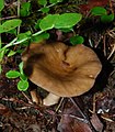 Lactarius fuliginosus