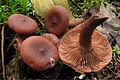 Lactarius camphoratus