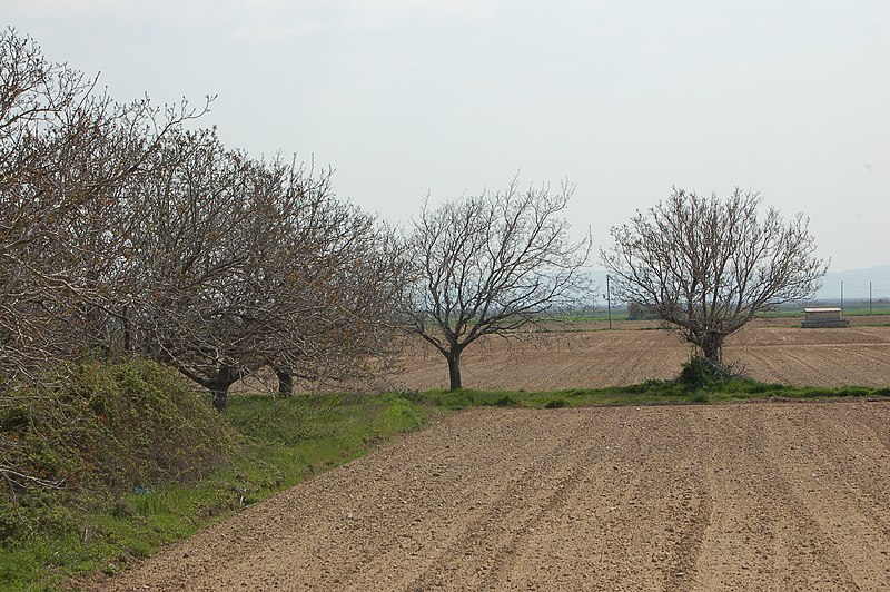 File:Greece - Delta of Evros river - panoramio - Michael Paraskevas.jpg