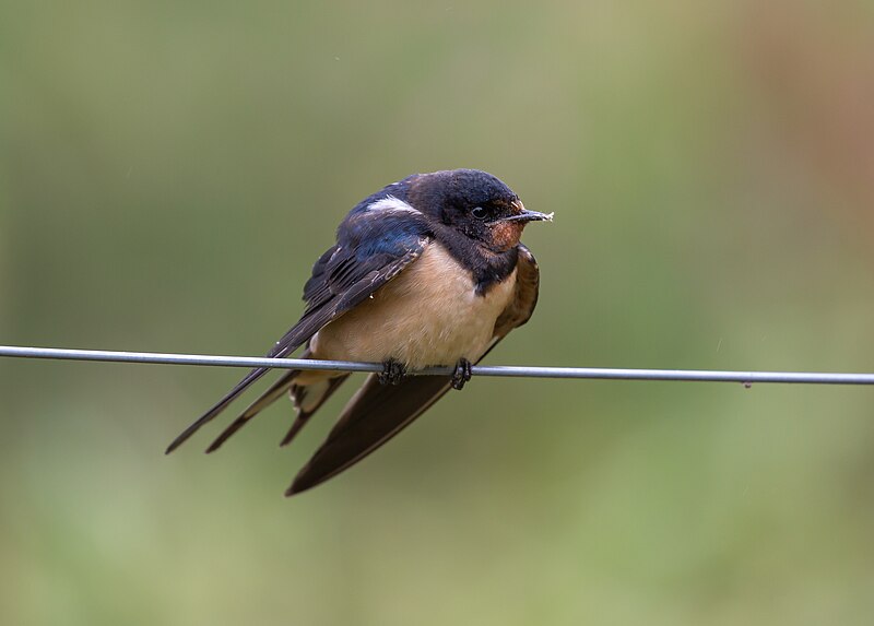 File:Hirundo rustica Ormoz.jpg