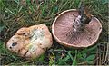 Russula sanguigna