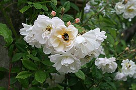 'Lykkefund', Olsen 1930 seedling of Rosa helenae × 'Zéphirine Drouhin'