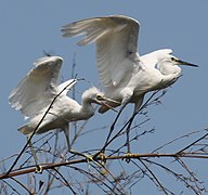 juvenile and adult Aichi Prefecture, Japan