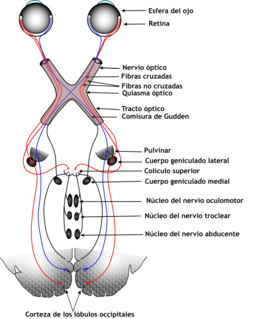 El sistema ocular incluye los ojos, las vías de conexión a través de la corteza visual y otras partes del cerebro. La ilustración muestra el sistema mamífero.