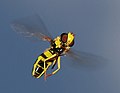 Image 15Hoverfly (Philhelius pedissequum) has indirect flight musculature. (from Insect flight)