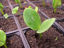 Kabocha seedling at seven days age