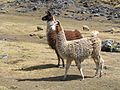 Lamas gehören zu Bonnatias Lieblingstieren