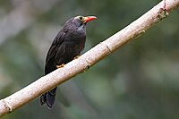 Brown bird with bare yellow skin on the face and head, and orange beak