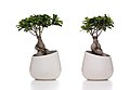 29 Bonsai Adam and Eve (PPL2-Enhanced) julesvernex2 uploaded by Julesvernex2, nominated by Julesvernex2,  15,  0,  0